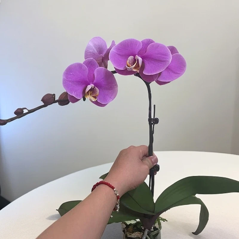 蝴蝶兰【艳影】淡雅色带花带花苞  广州基地直发