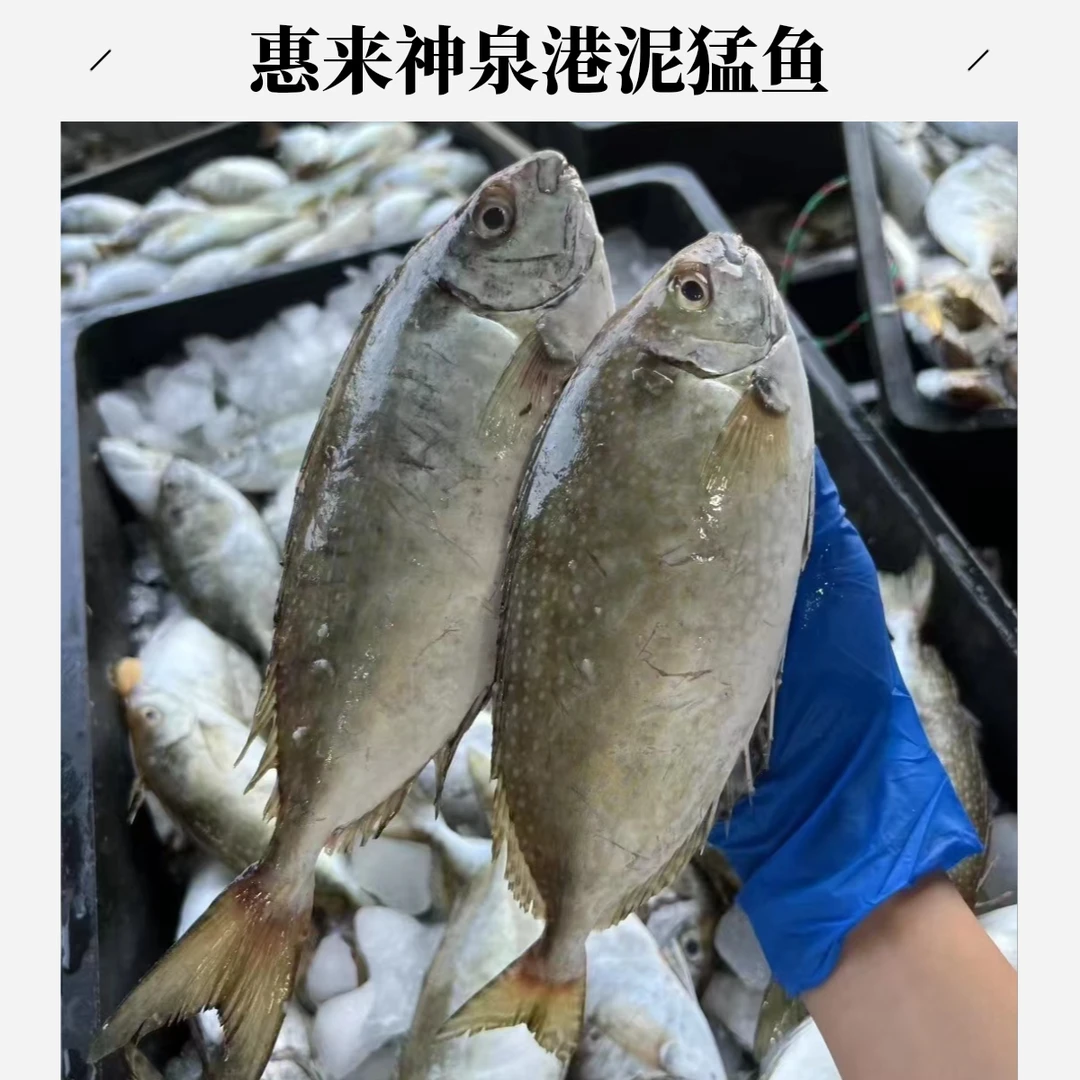 广东惠来神泉港野生照灯泥猛鱼广东省内顺丰冷链包邮
