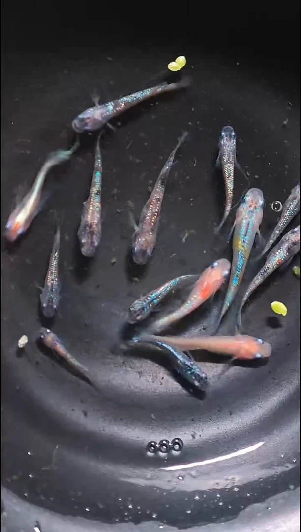 青鳉鱼观背青鳉034