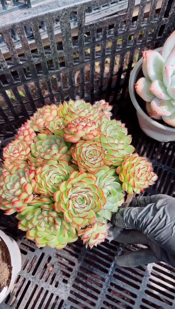 12215多肉植物一物一拍