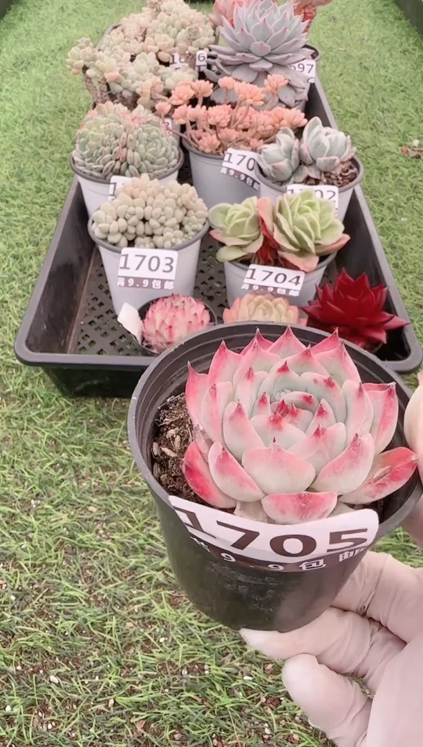 【闪购商品】信福多肉一物一拍