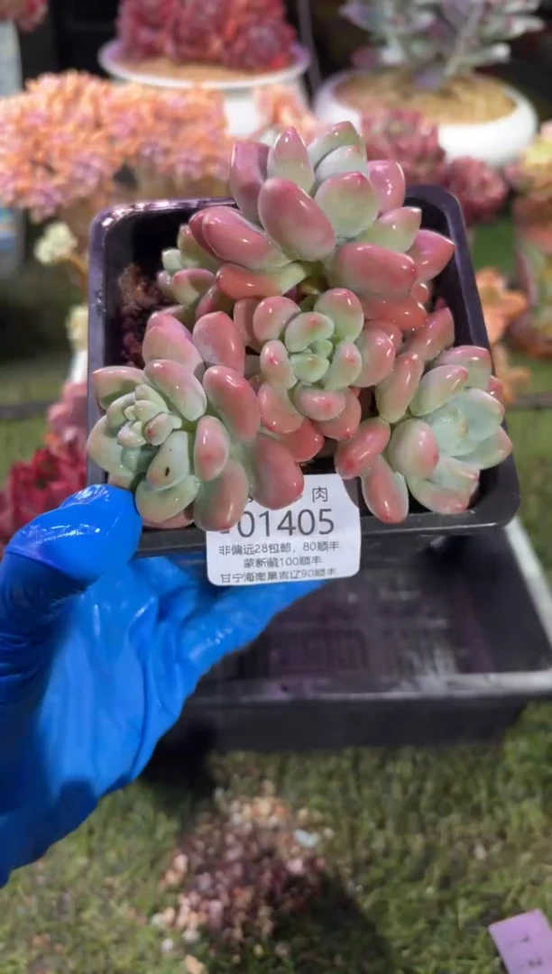 【闪购商品】01405