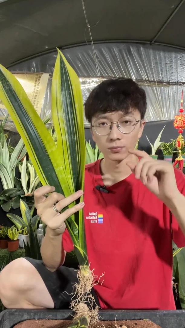 曲叶黄金裸根50cm3棵28.9