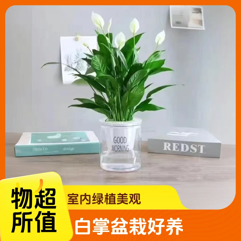 白掌盆栽一帆风顺水培植物室内好养花卉好运客厅绿植花卉绿植盆栽