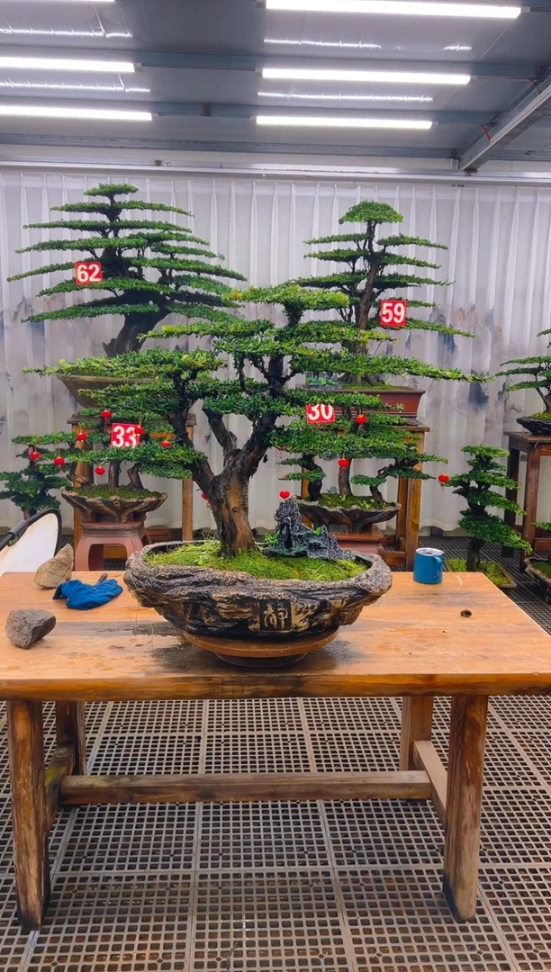 无花朵大*王精品盆景直播间一物一拍