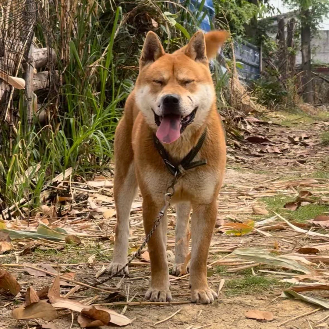 【中华田园犬】狗狗宠物活体链接