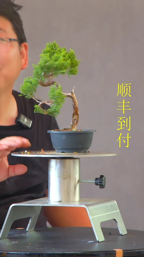 无花朵云**海72真柏真柏