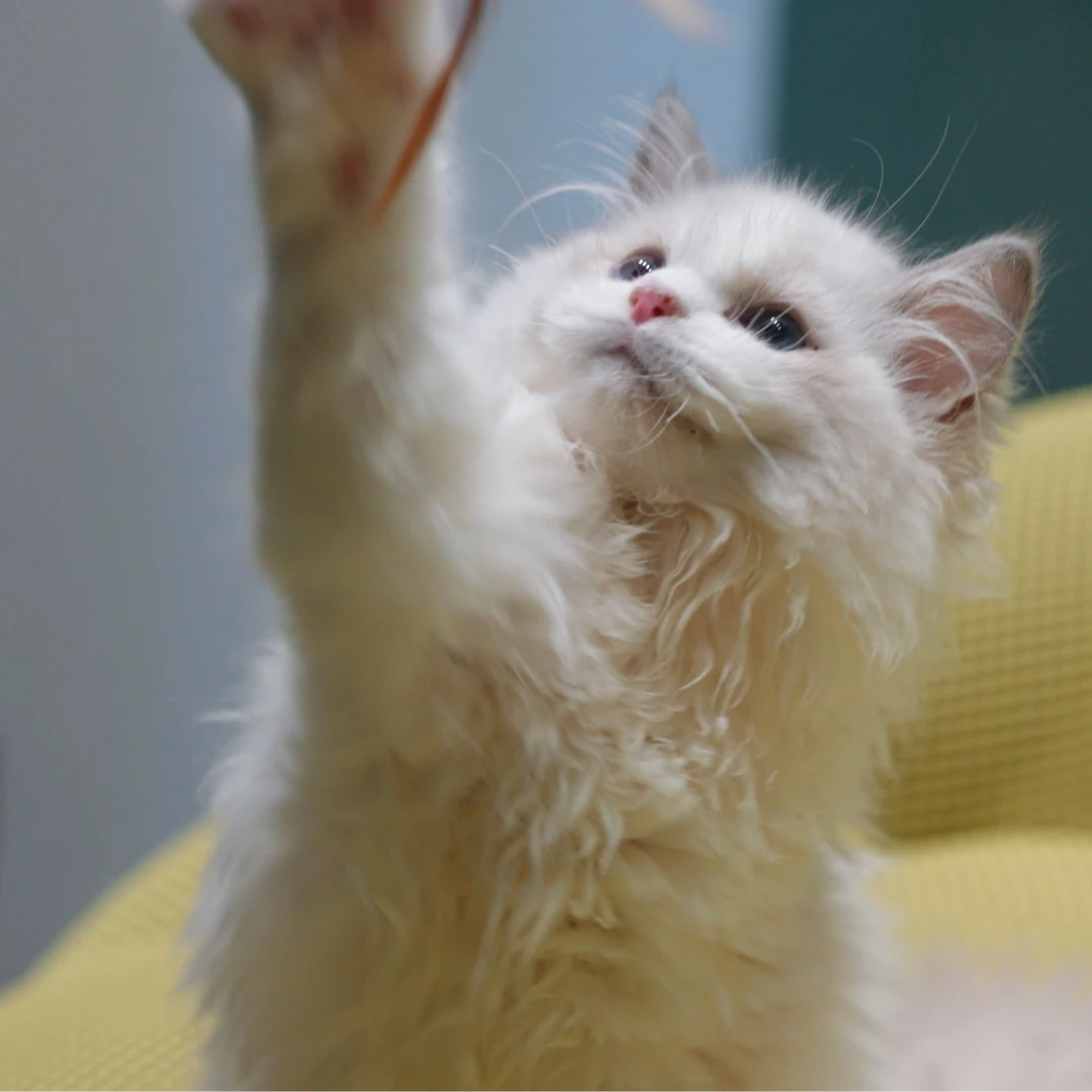 【云梦猫舍】布偶蓝双弟弟