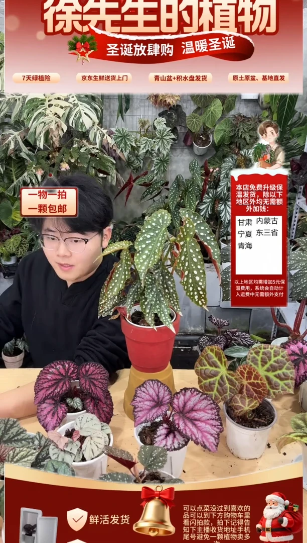 完全开放粉旗鱼秋海棠