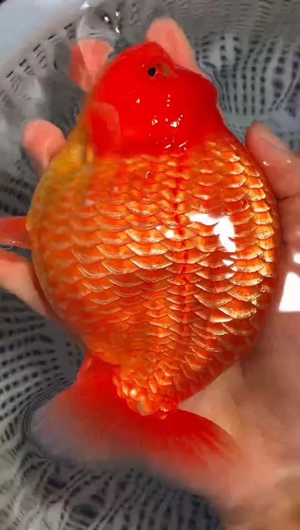 金鱼（运费自理，马印灯照射）福州追鱼兰寿金鱼