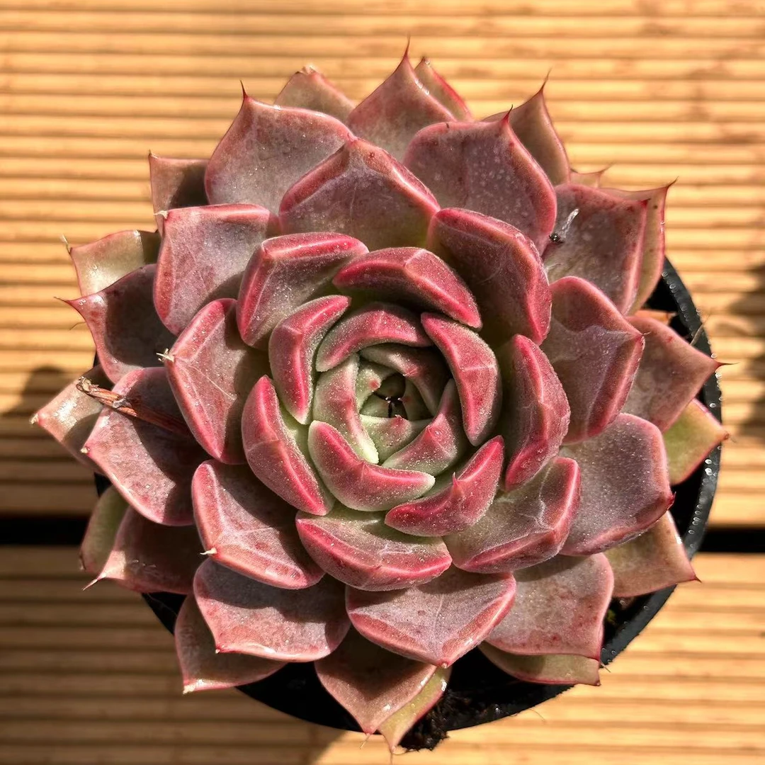 10#红鲤鱼多肉植物      前男友精品多肉