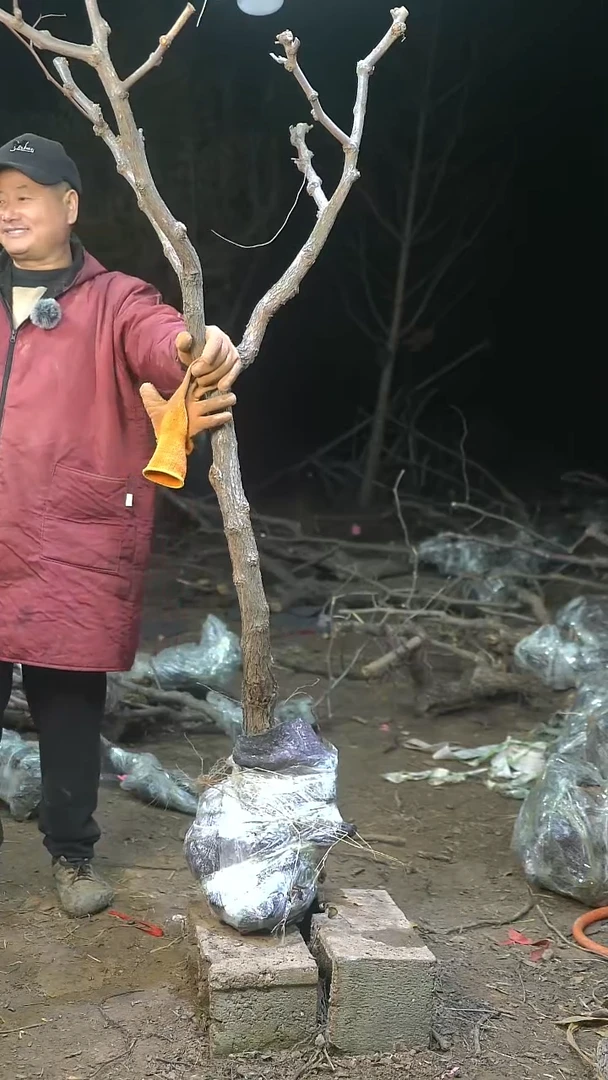 完全开放枣树158