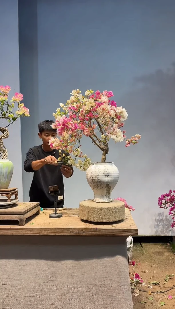 以实际为准三角梅58