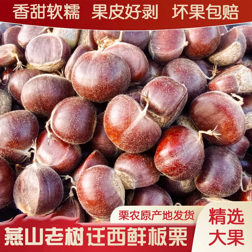栗客行动迁西板栗新鲜生板栗【老树果王】生吃脆甜熟吃软糯送开口器
