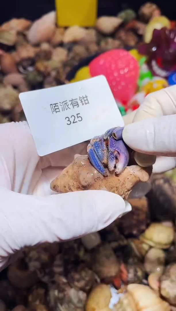 陌派有钳寄居蟹325