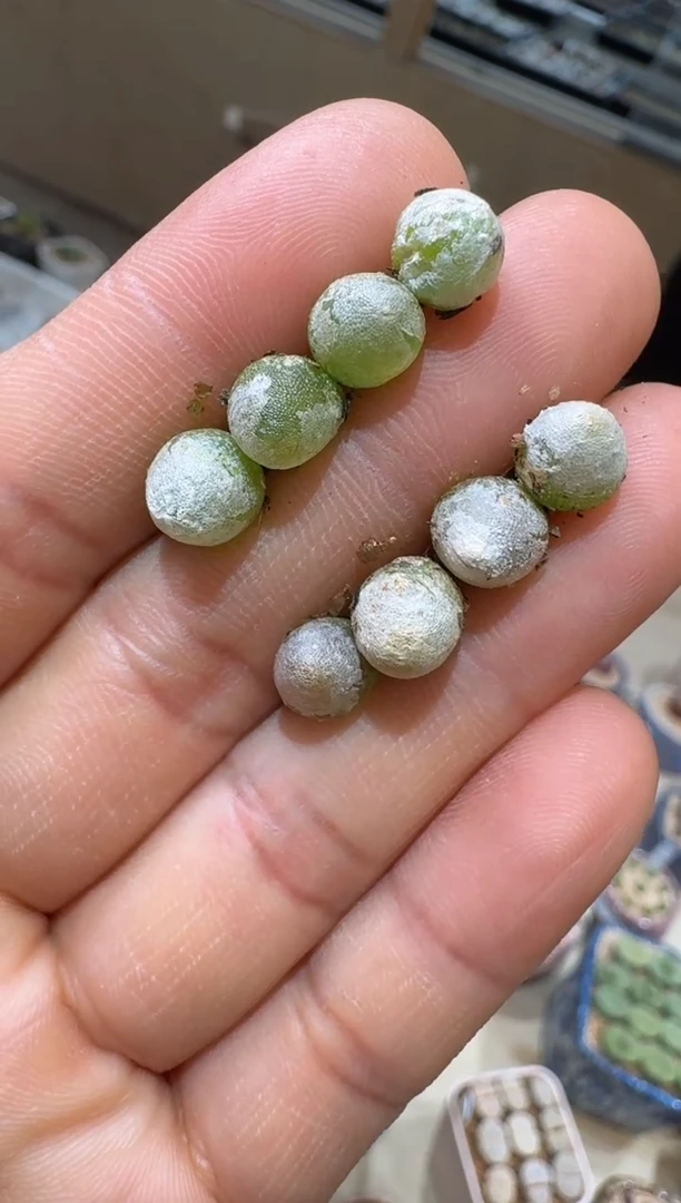 135多肉植物肉锥哈默灯泡一颗