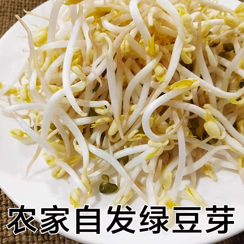 【生鲜冷链】农家妈妈自发1斤短粗胖绿豆芽黄豆芽黑豆芽蔬菜