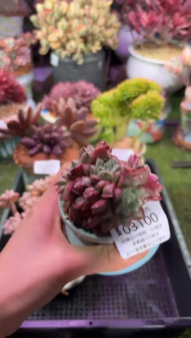 【闪购商品】03100