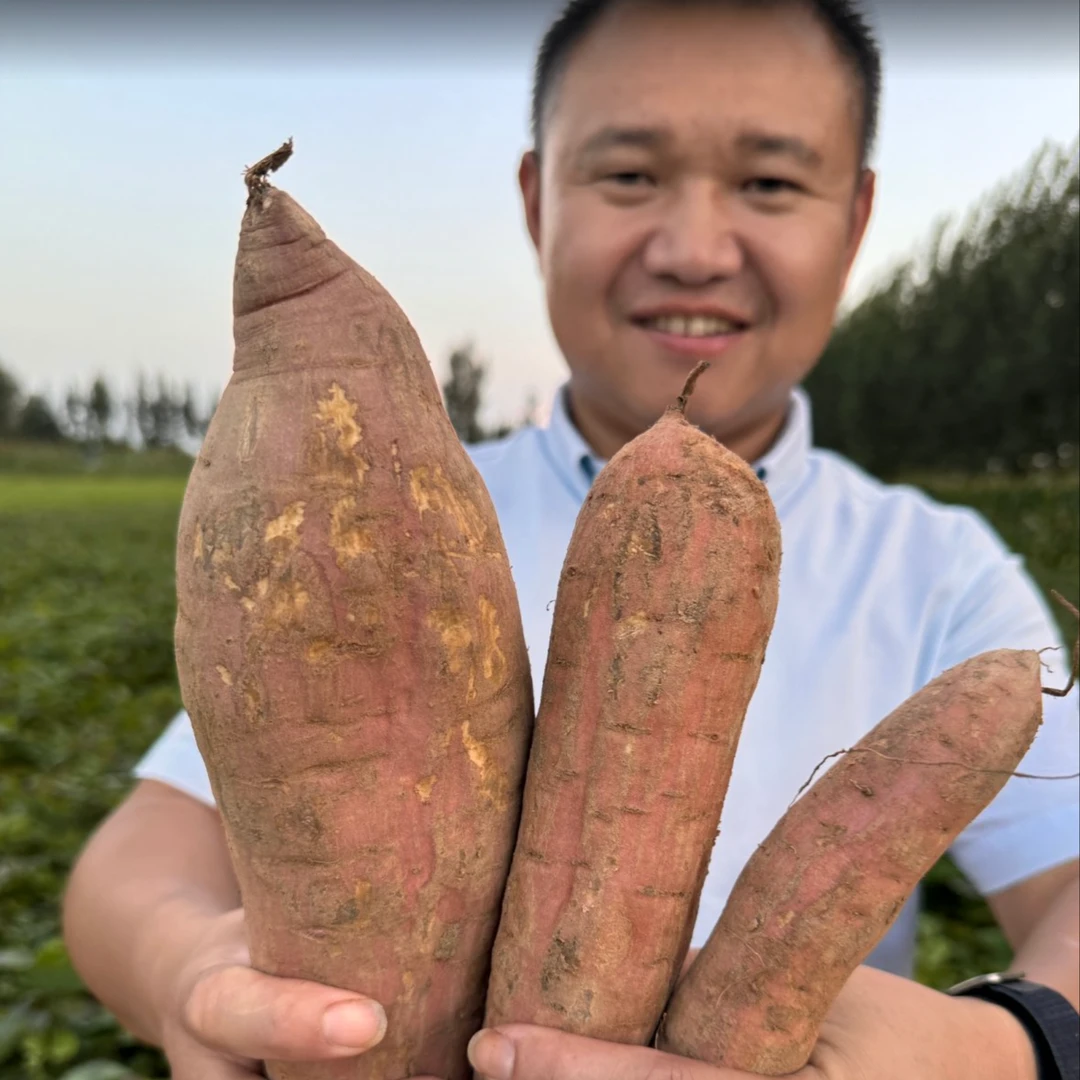 (普通快递)新鲜现挖白心冰糖心白薯沙地地瓜