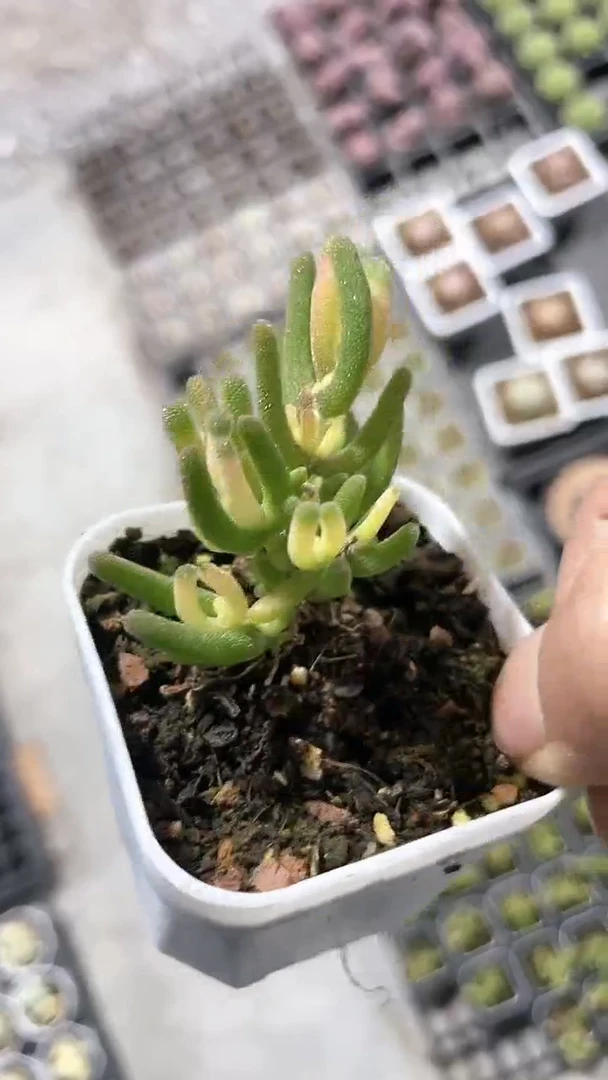 【闪购商品】五方荧光兔锦多肉