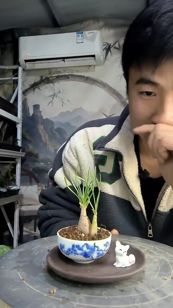 傲****鳅中青园艺一物一拍20