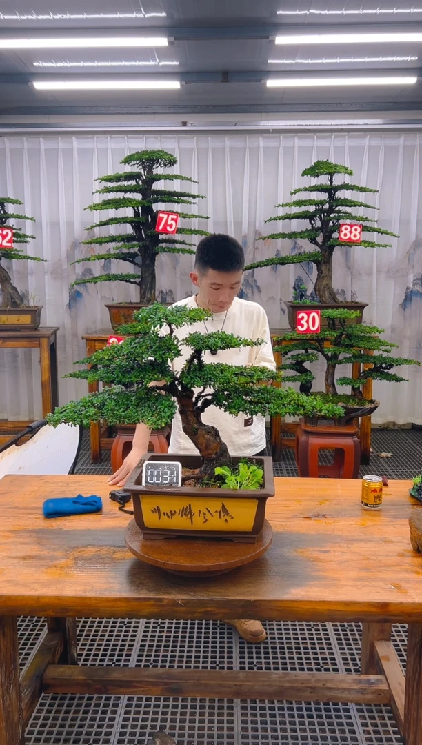 无花朵精品盆景直播间一物一拍