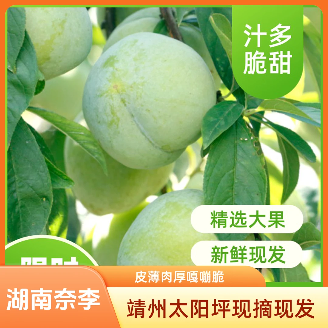 【湖南奈李】靖州太阳坪产地现摘现发皮薄肉厚嘎嘣脆鲜甜多汁包邮