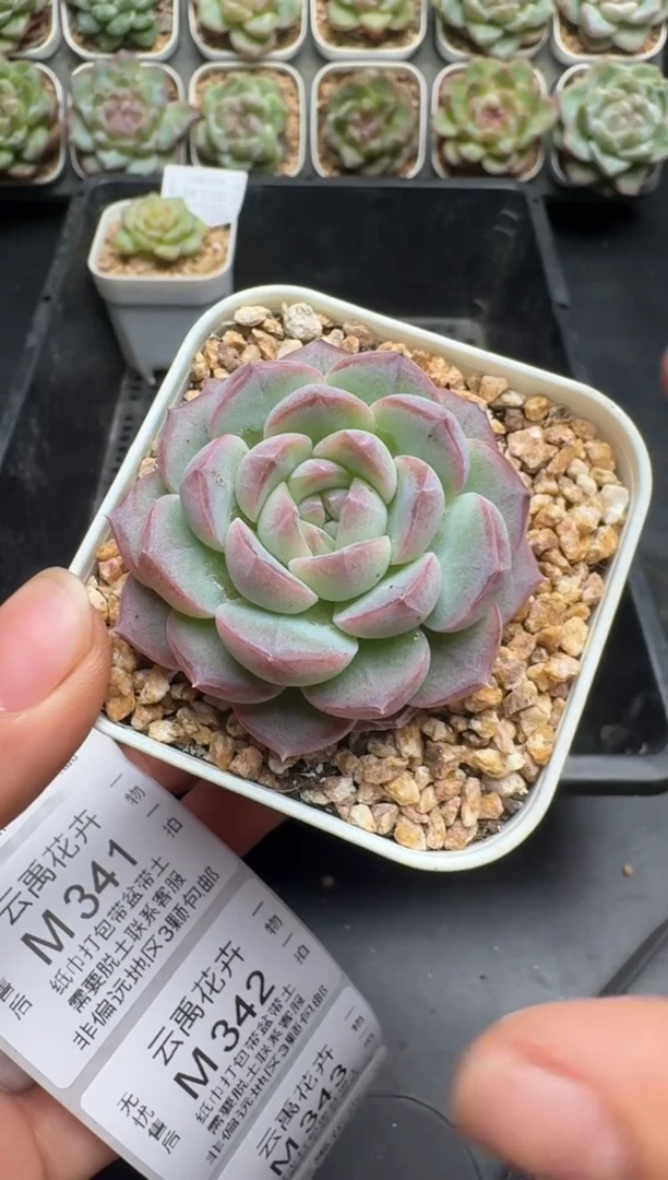 339M当天拍3颗包柚 带盆土纸巾打包 云禹花卉 珍妮多肉植物