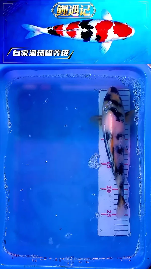 锦鲤12月23日锦鲤33