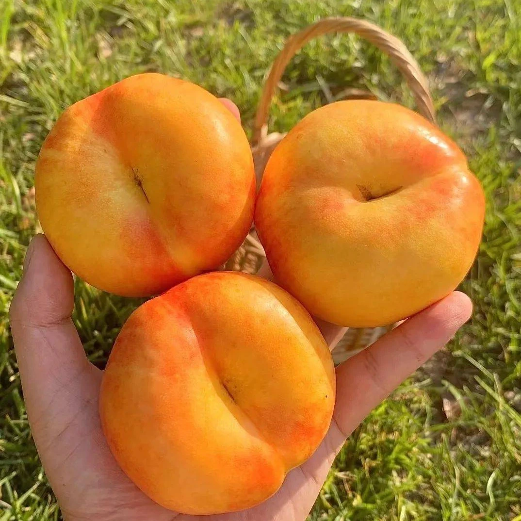 【HB顺丰包邮】彩虹油蟠桃 头茬油蟠桃现摘现发 当季新鲜水果 顺丰包邮次日达河南省