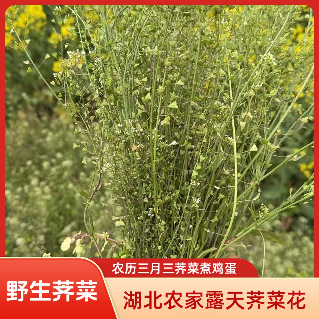 三月三老荠菜地菜煮鸡蛋野菜