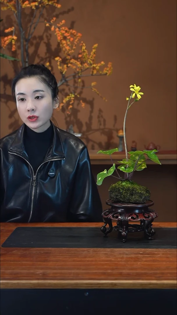 全部花朵吴风草盆景盆景盆景