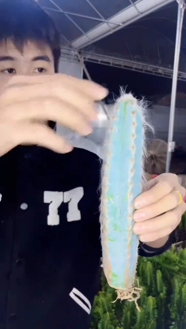 【闪购商品】毛柱 高15-20cm