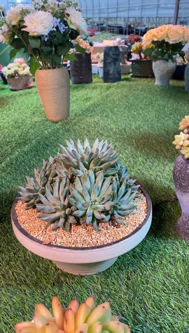 0386aa（满28包邮发货）