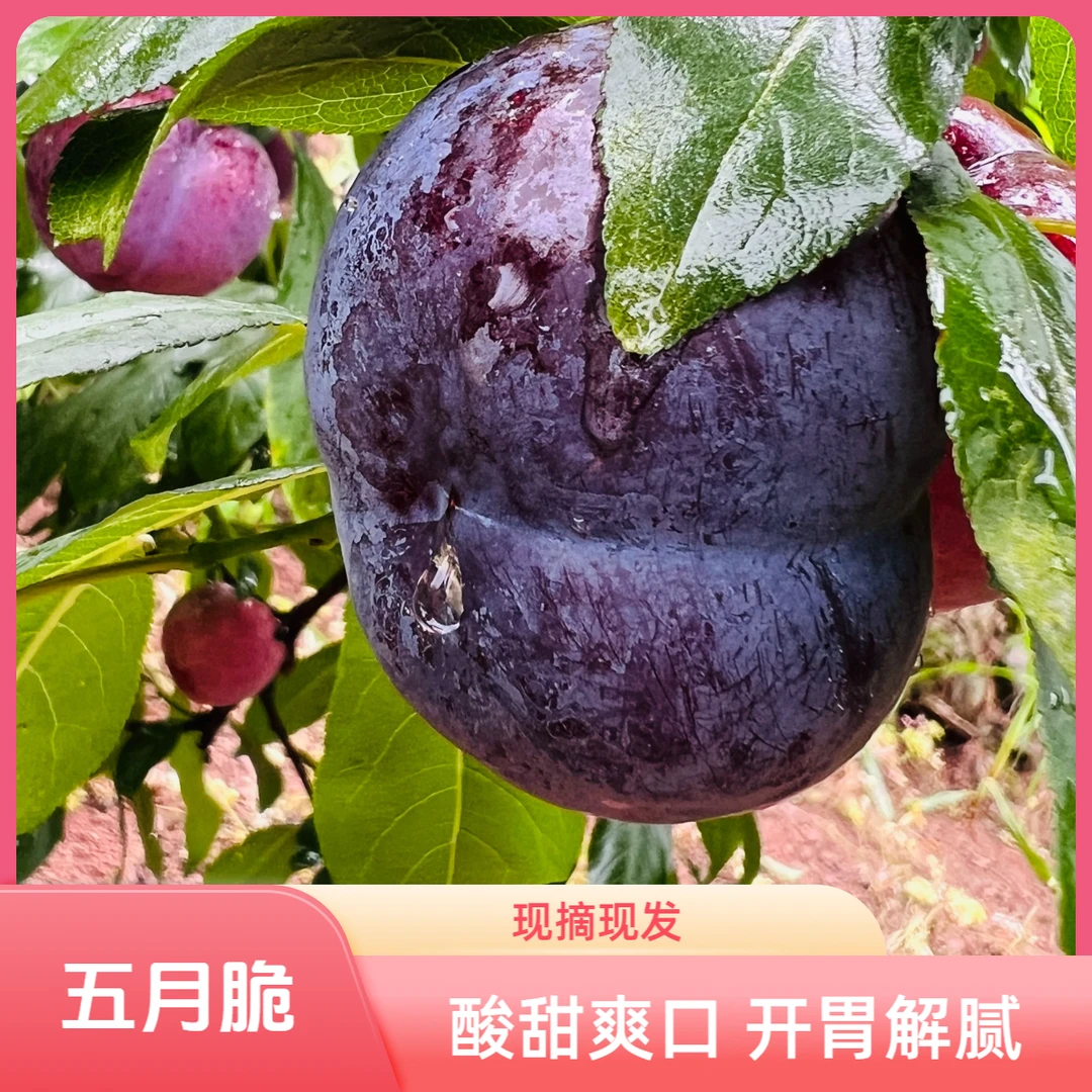 湖南【麻阳 】头茬五月脆 红李子脱骨李酸甜李新鲜应季水果