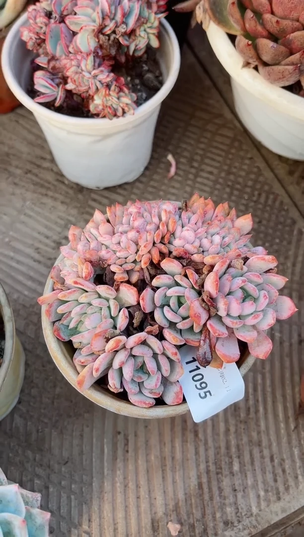 【闪购商品】11095