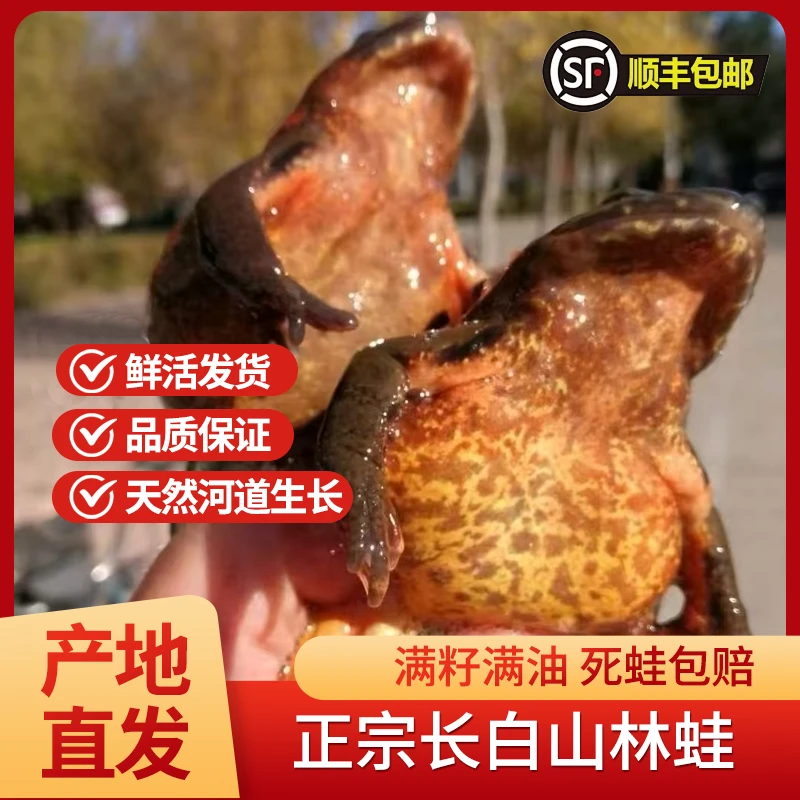 东北长白山母蛤蟆满籽满油   鲜活发货 顺丰包邮送半斤公蛤蟆
