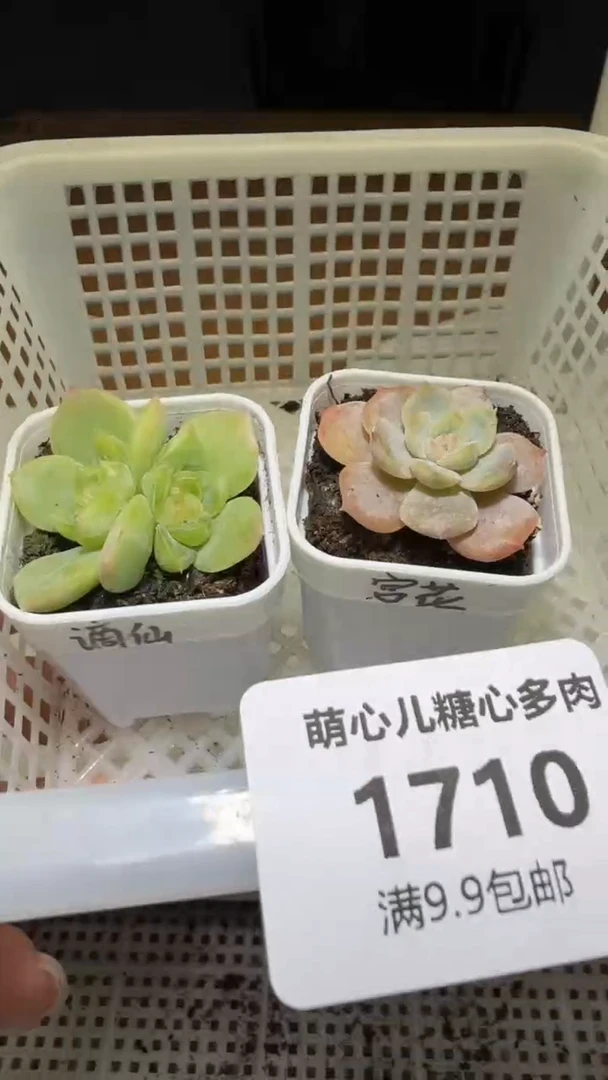 1710多肉植物多肉植物