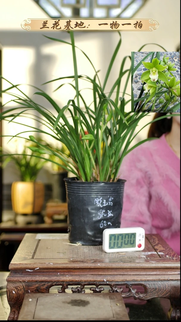 完全开放蕙兰晓玉荷