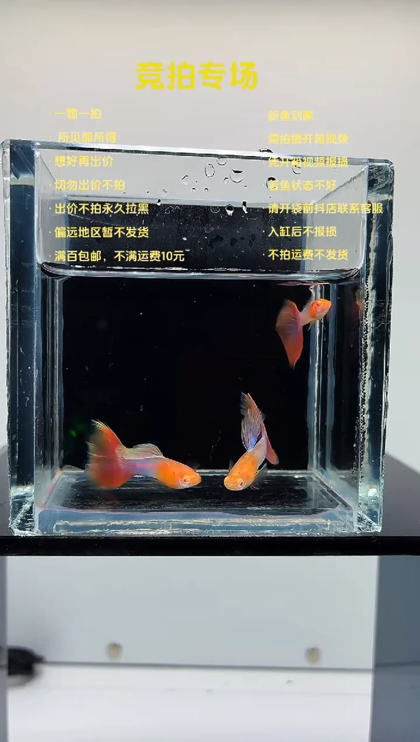 孔雀鱼天使彩虹三条公鱼-21