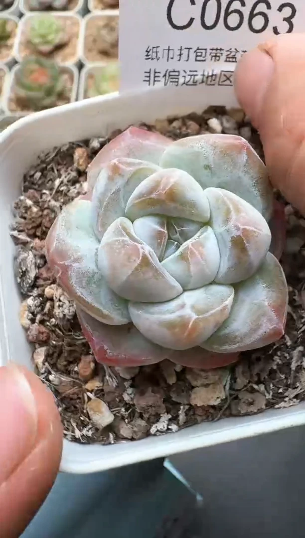 663C云禹多肉植物 带盆土纸巾打包 3颗包邮