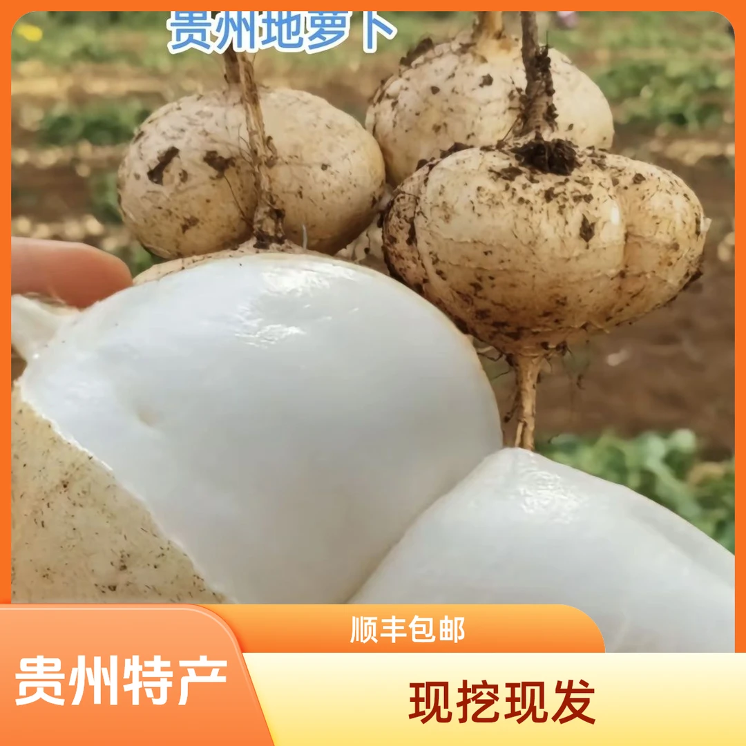 贵州安顺镇宁地萝卜新鲜凉薯白地瓜当季蔬菜水果脆甜多汁皮薄肉厚