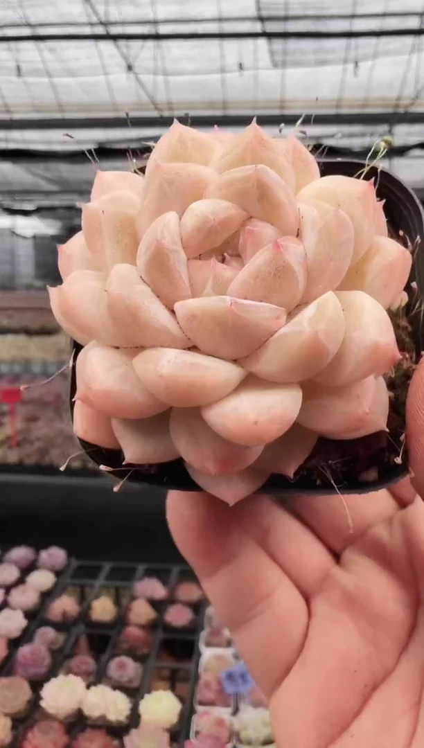 东云多肉园新款-132