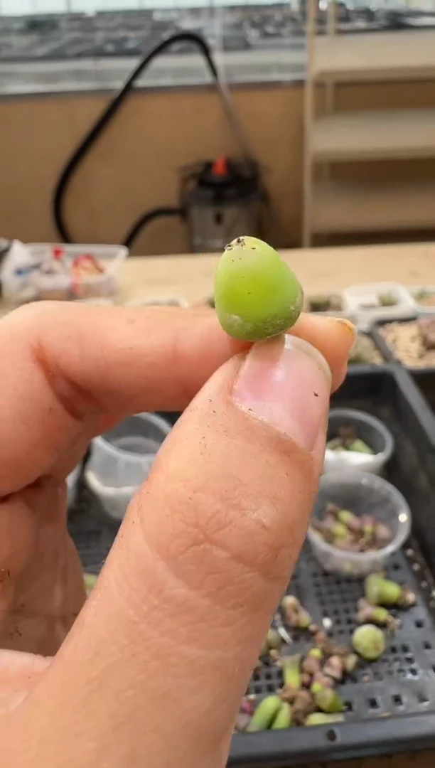 25-99多肉植物肉锥