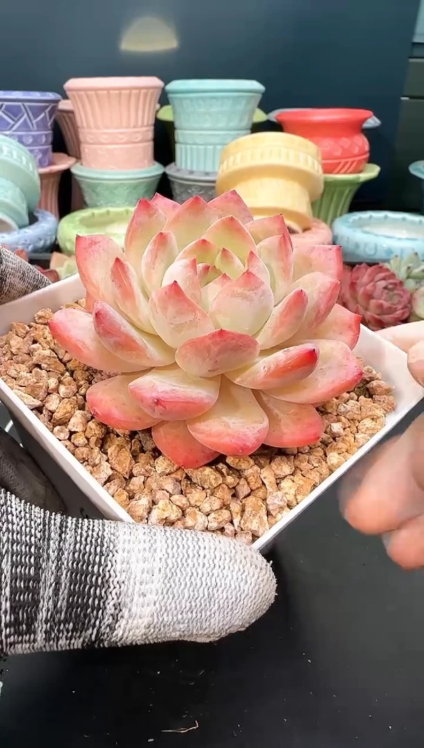 3 637 红袖   （冠幅 8 cm）