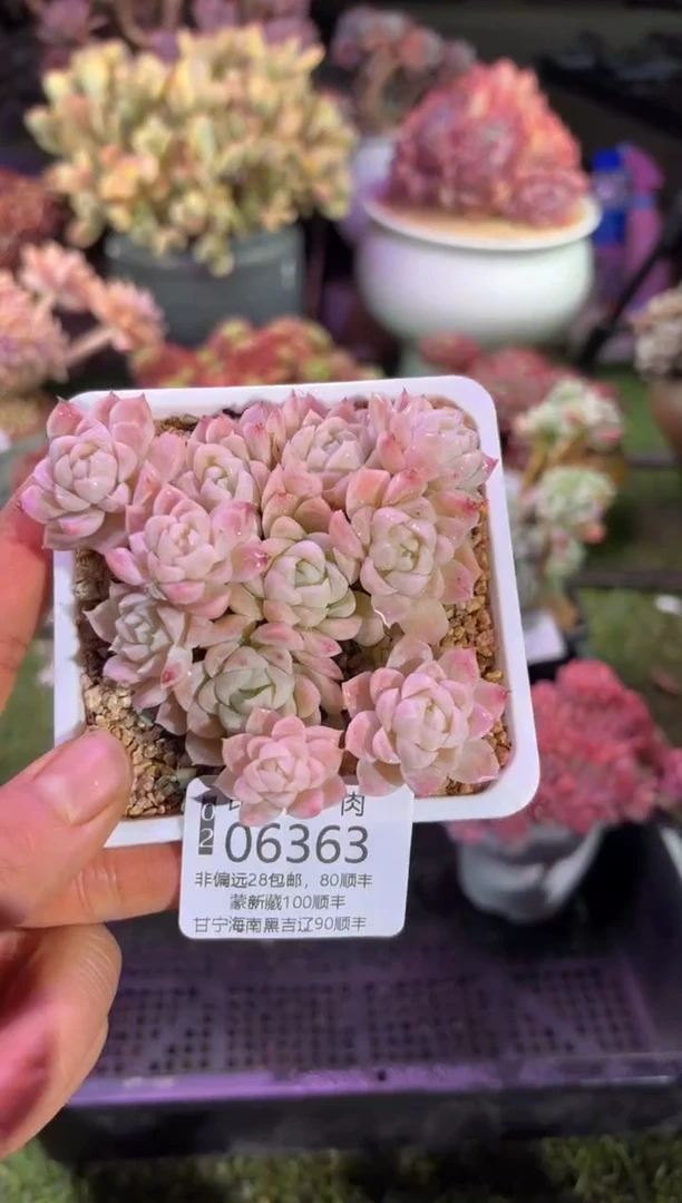 【闪购商品】06363