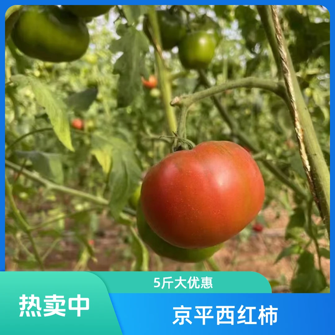 京平生鲜 平谷本地水果西红柿3斤/5斤新鲜水果西红柿北京市