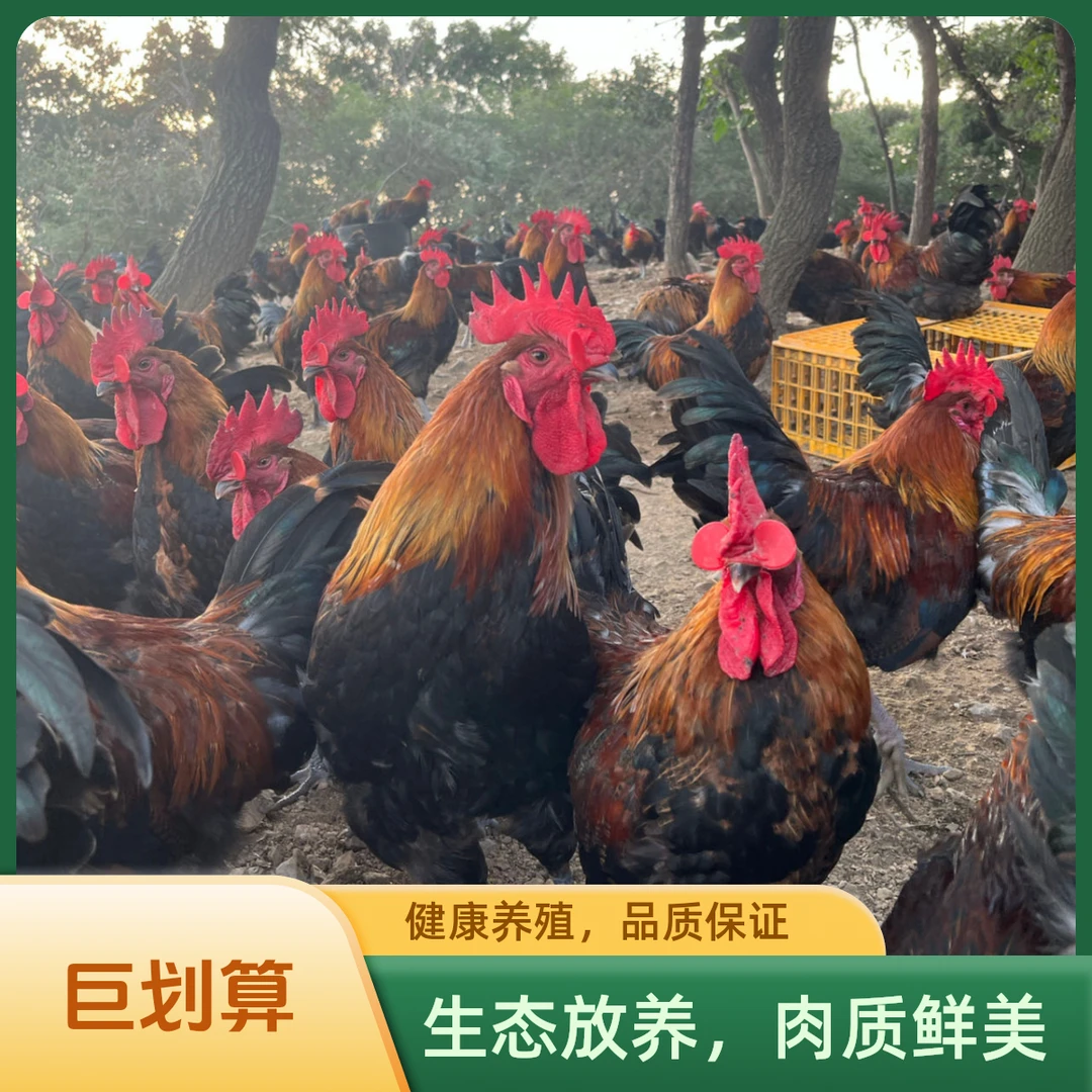【整鸡两只比一只更划算】散养一年黑鹞公鸡顺丰发货净重8斤/9斤