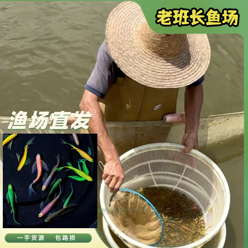 【2-3厘米】蝶翼斑马鱼长尾长鳍热带淡水观赏鱼好养活小型鱼