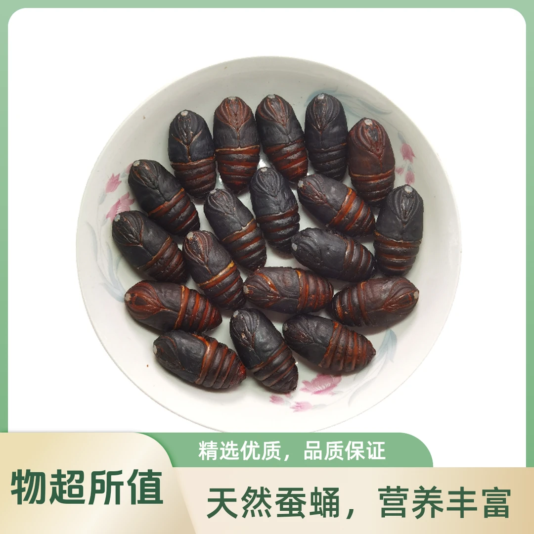 特大蚕蛹蝉蛹东北特产高营养高蛋白产地直发顺丰包邮蚕蛹鲜活
